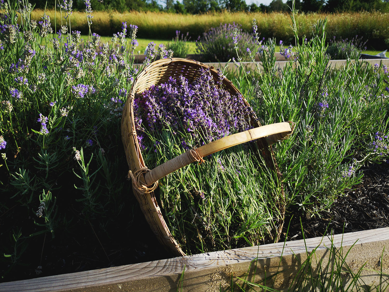 Lavender harvest!