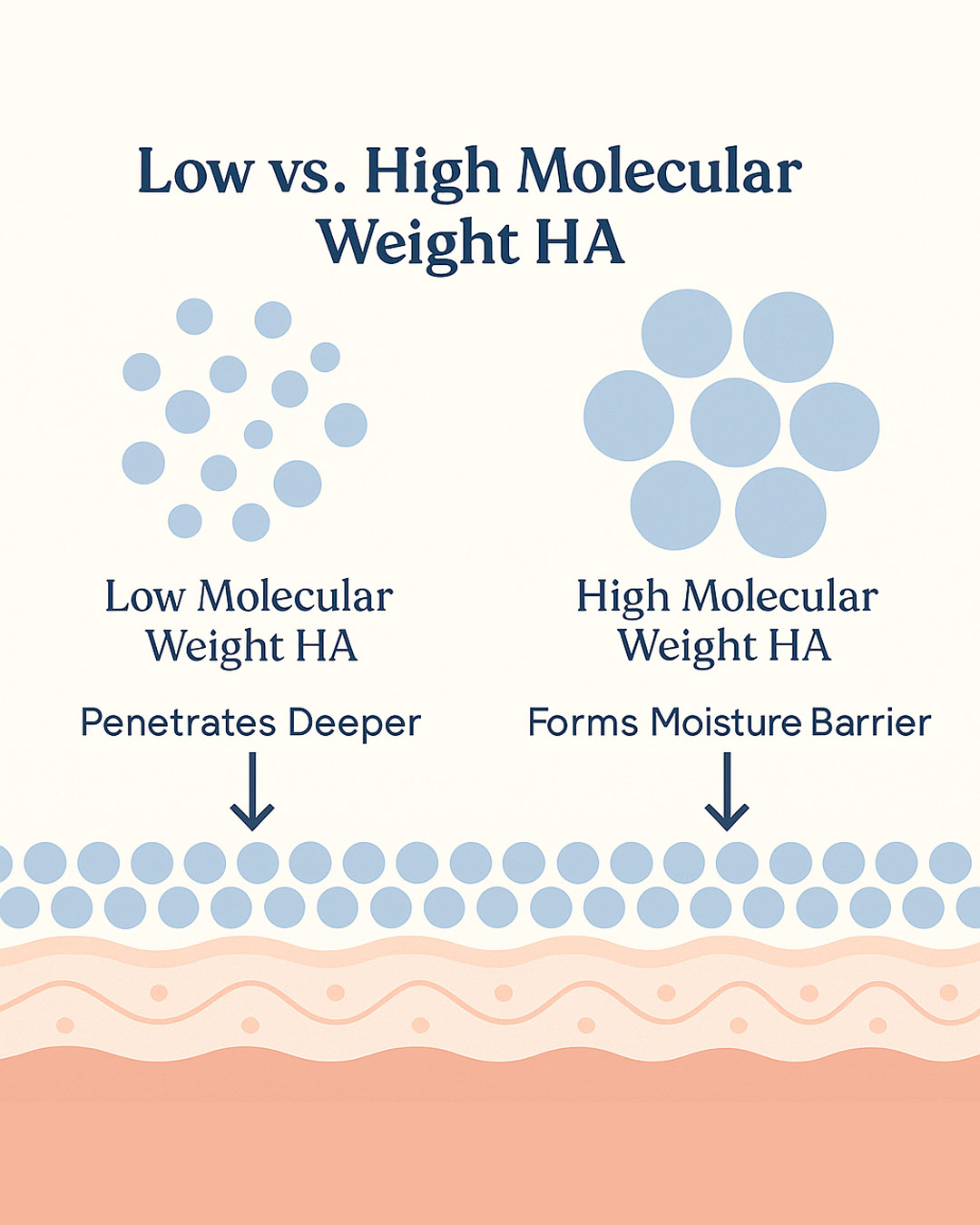 A graph showing the difference between low and high molecular weight in hyaluronic acid