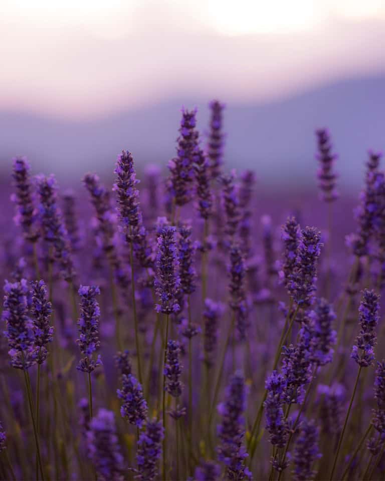 A field of purple lavender